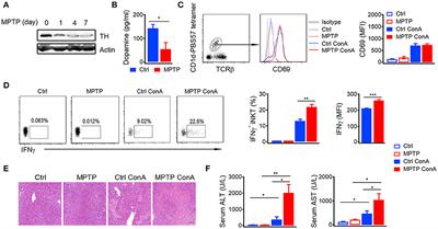 Peripheral Dopamine Controlled by Gut Microbes Inhibits Invariant Natural Killer T Cell-Mediated Hepatitis